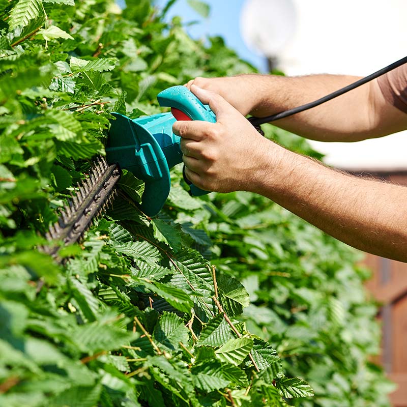 Hedge Trimming