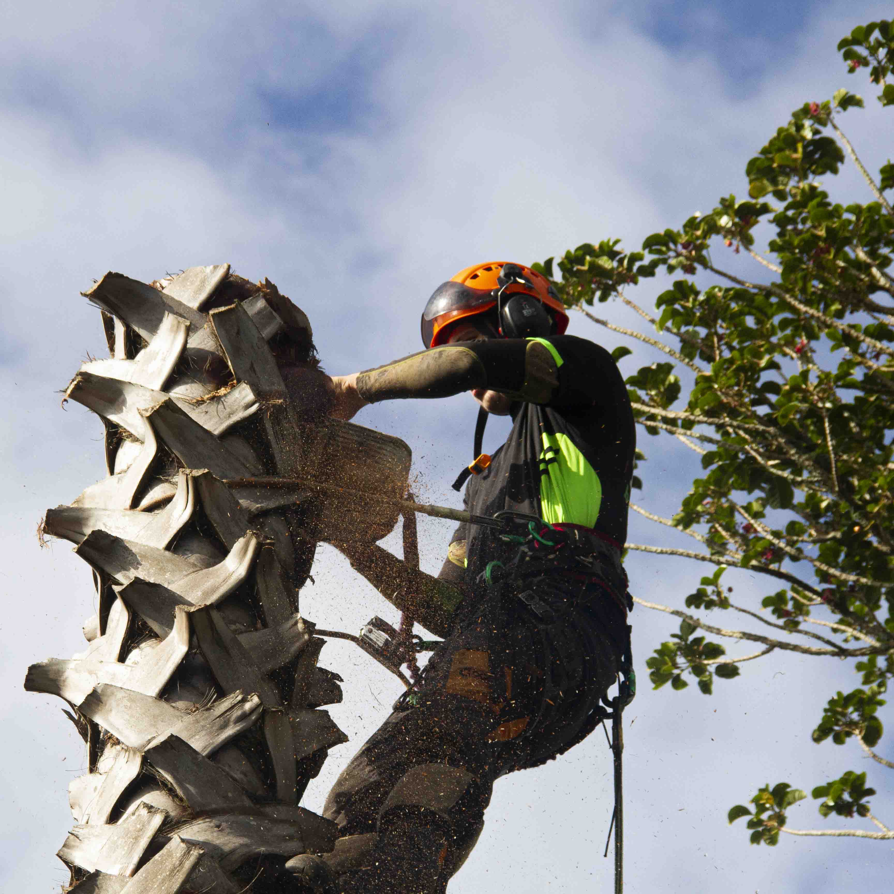 Arborist removing palm tree