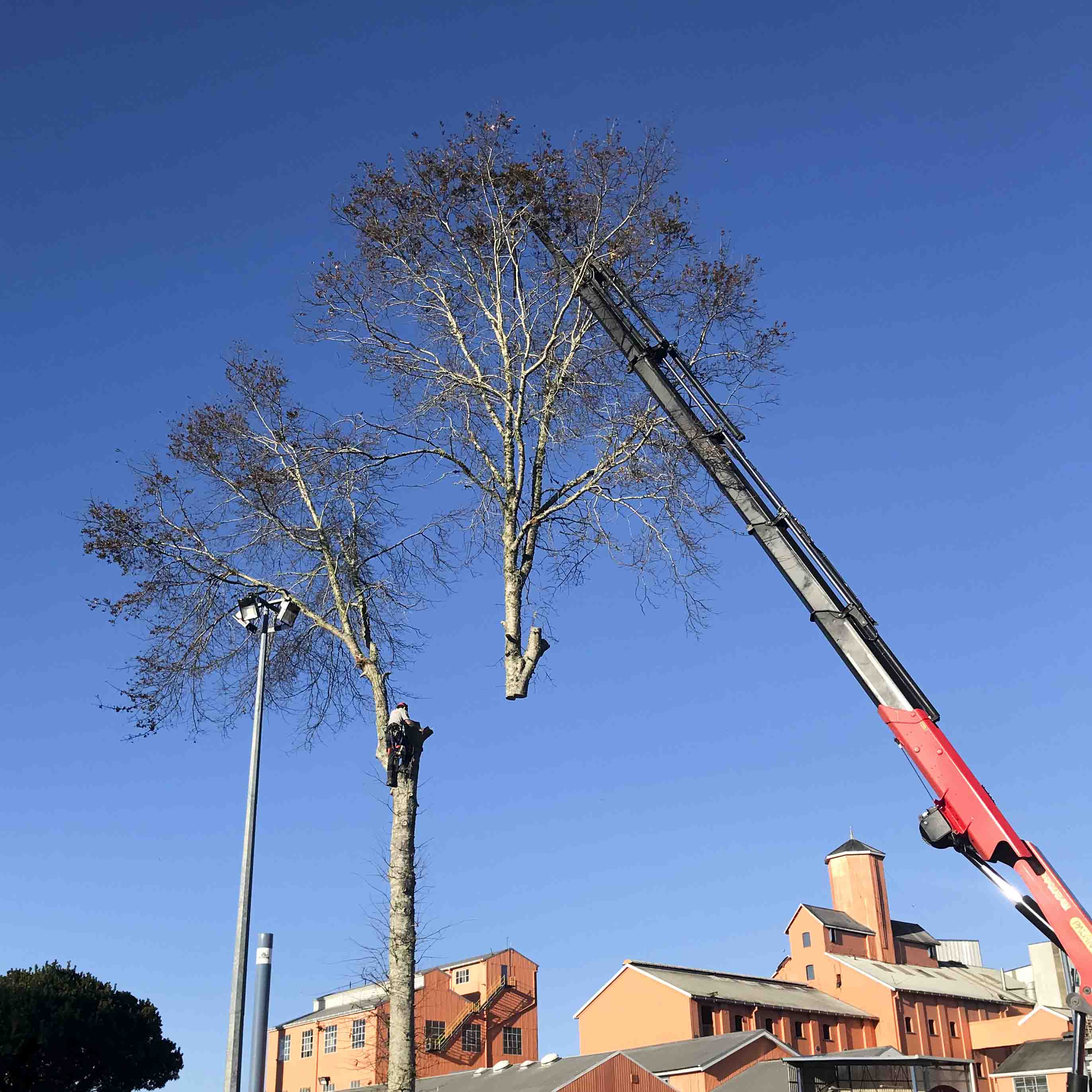 Arborist and crane removing large tree in sections.