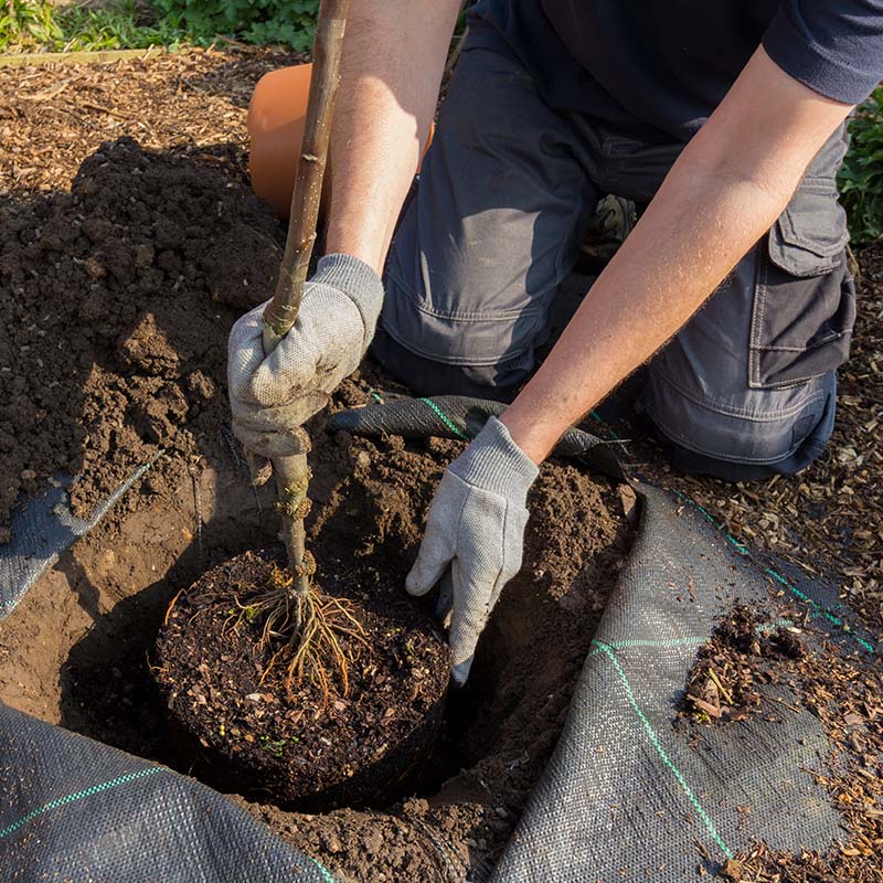 Tree Planting