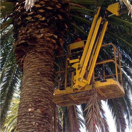 Palm tree removal